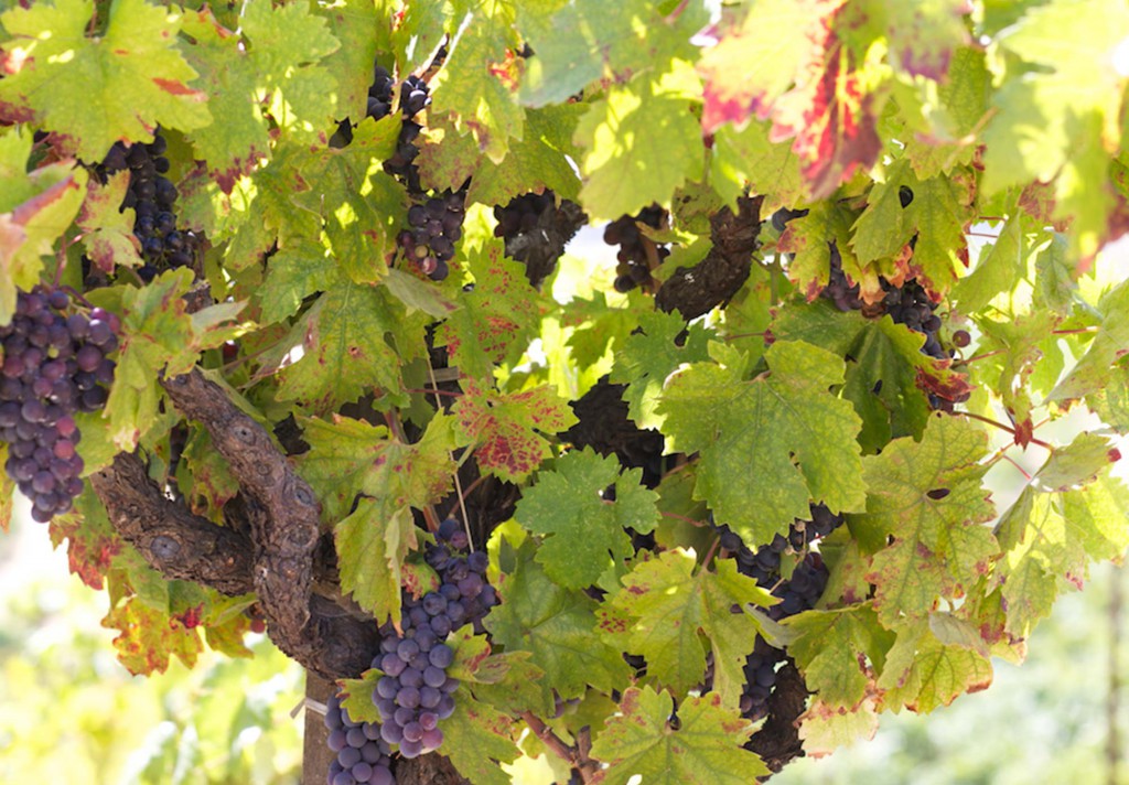 zinfandel grapes