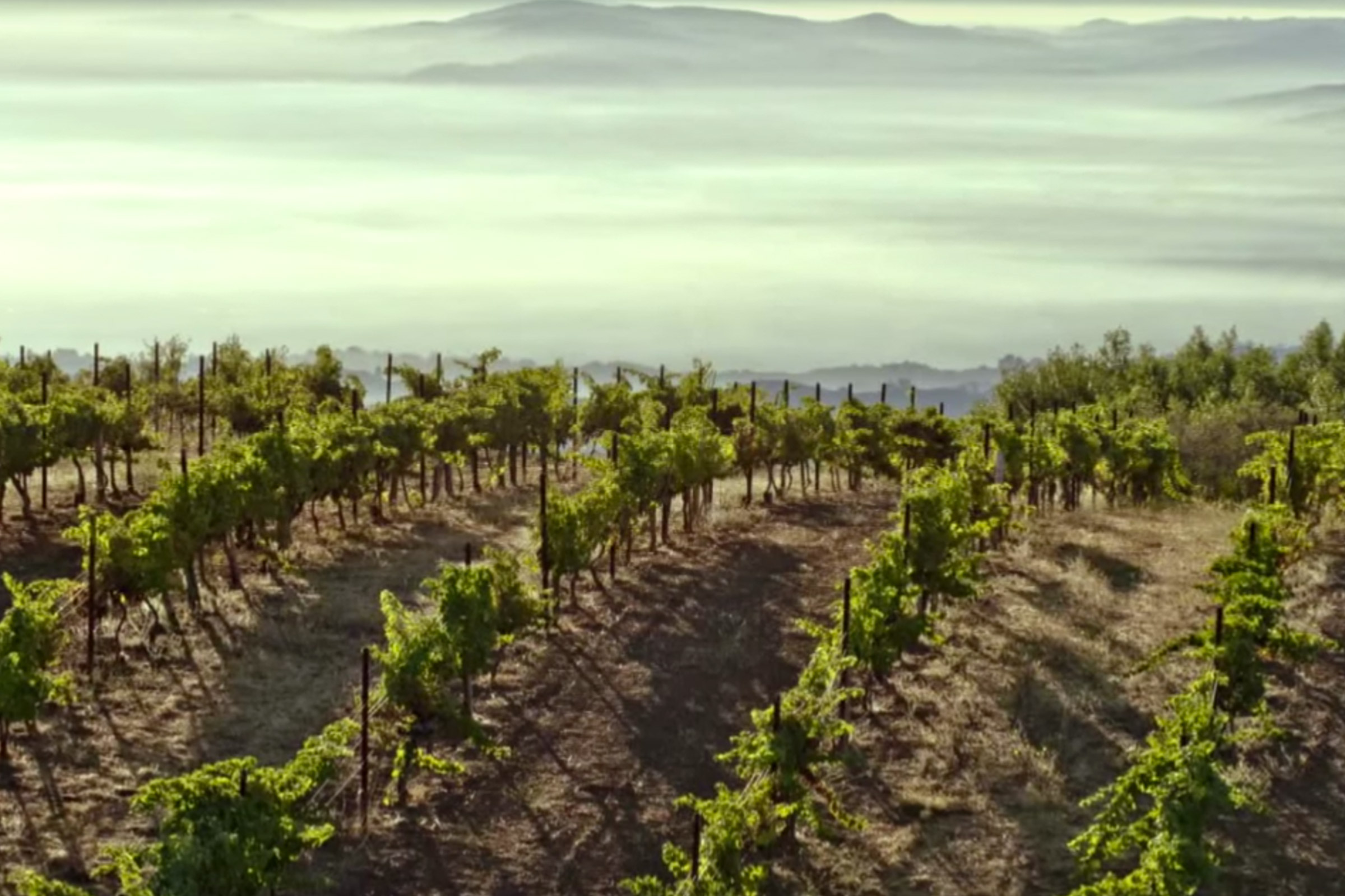 Monte Bello vineyard.