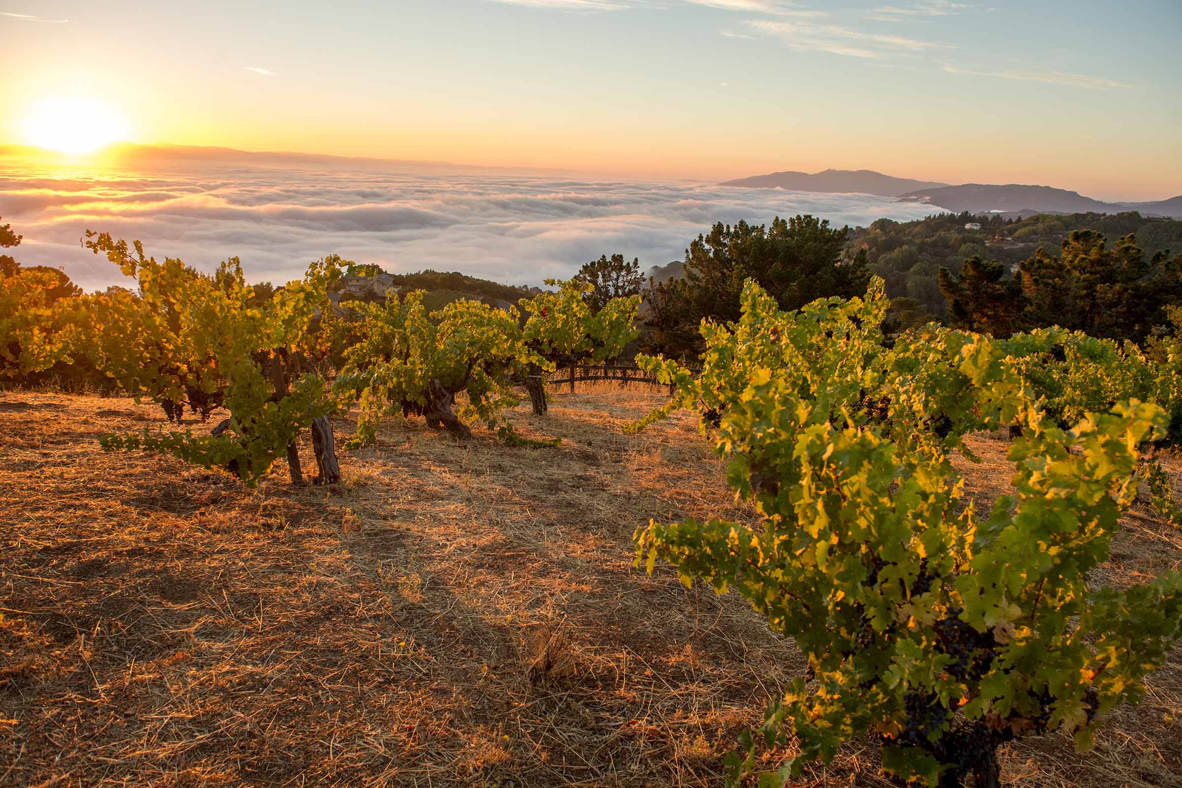 Monte Bello vineyards.