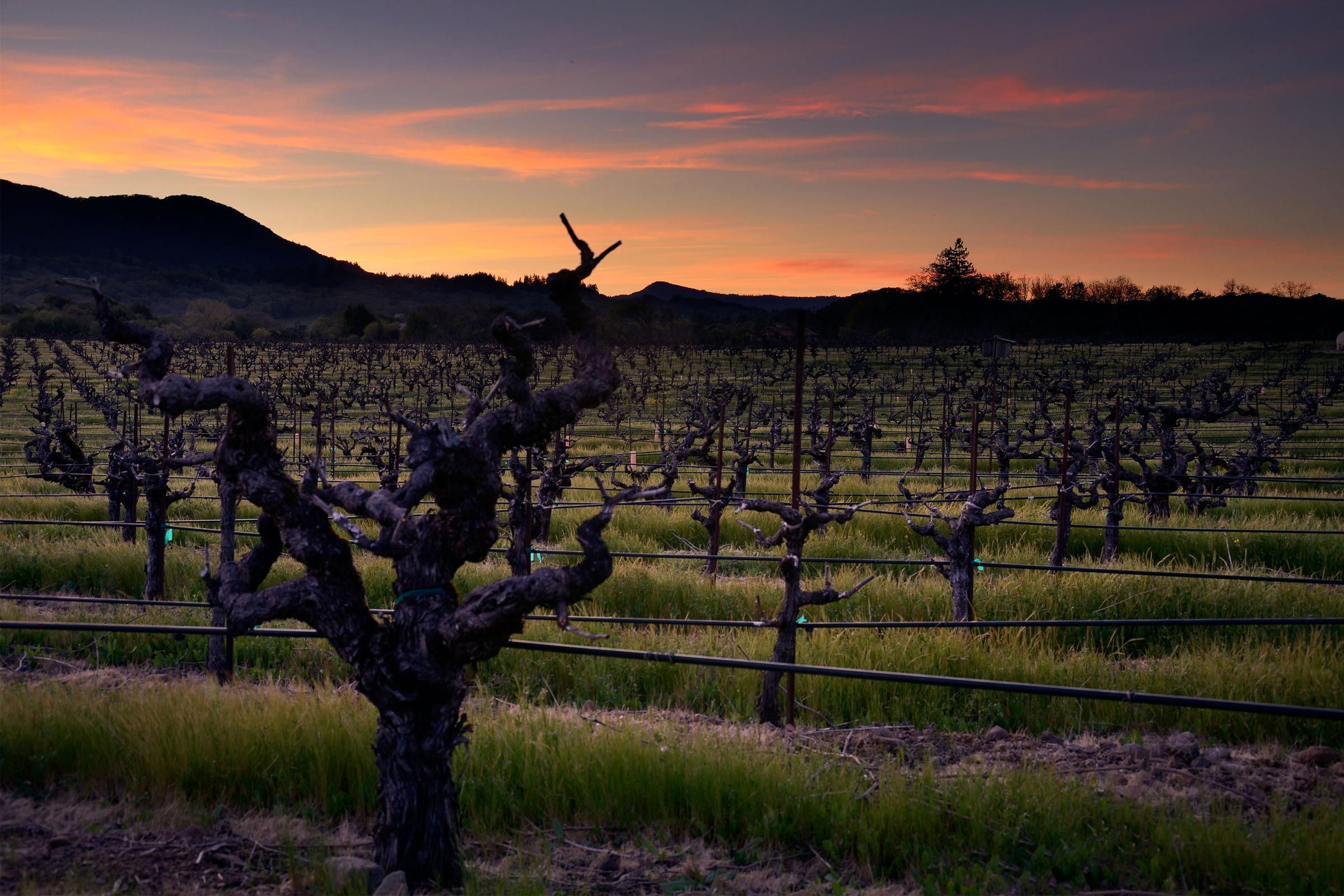 Hooker-Creek-Vineyard