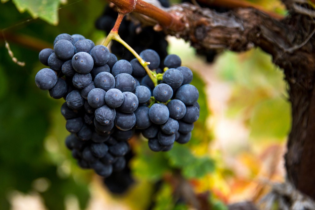 Lytton East grapes on a vine.