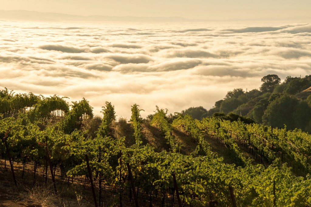 Monte Bello Vineyard Clouds