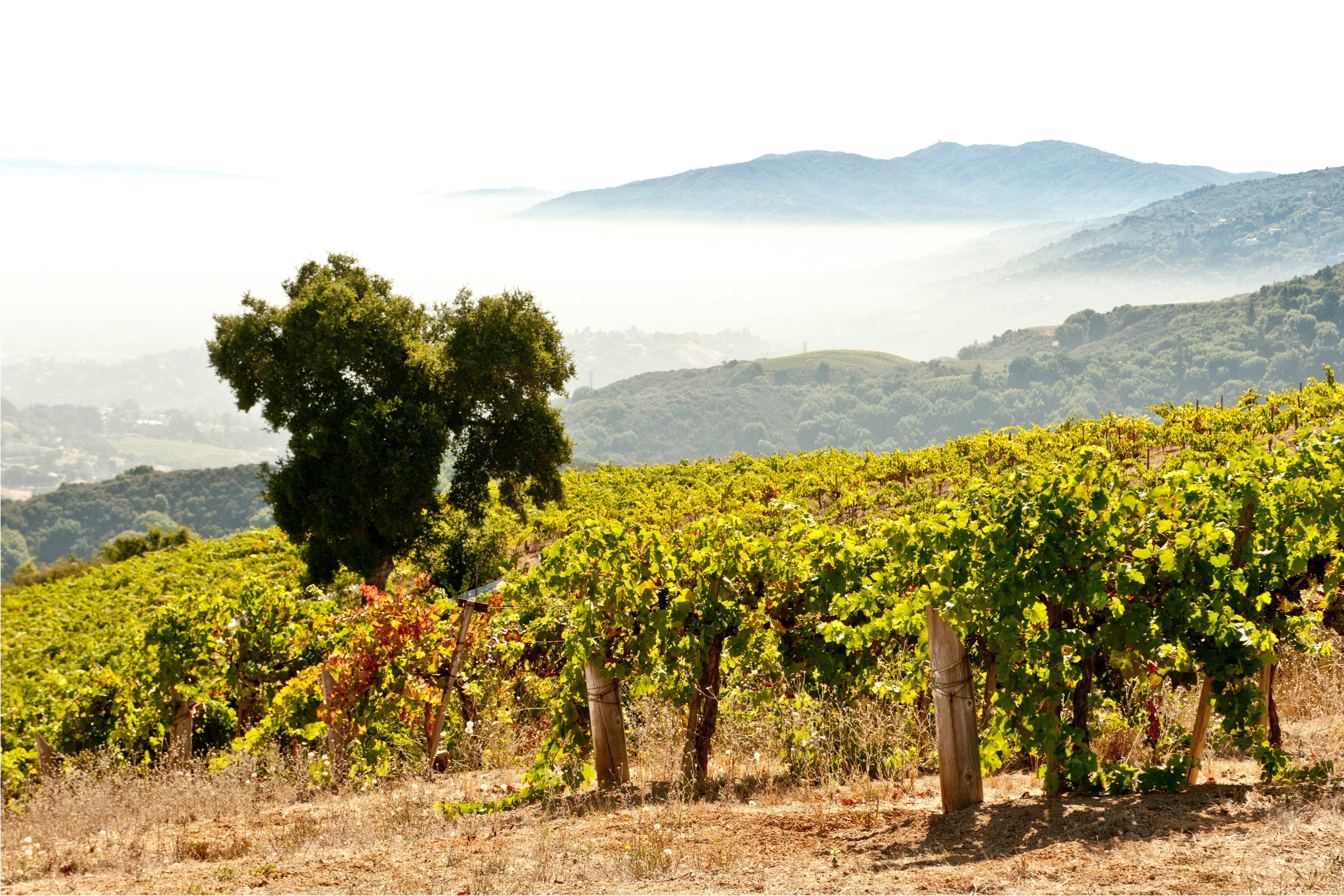 Pretty View on Monte Bello