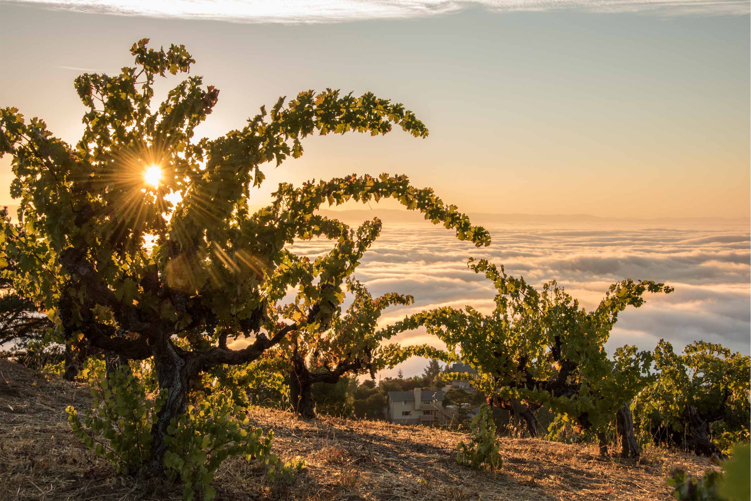 2016 monte bello wine spectator hot list