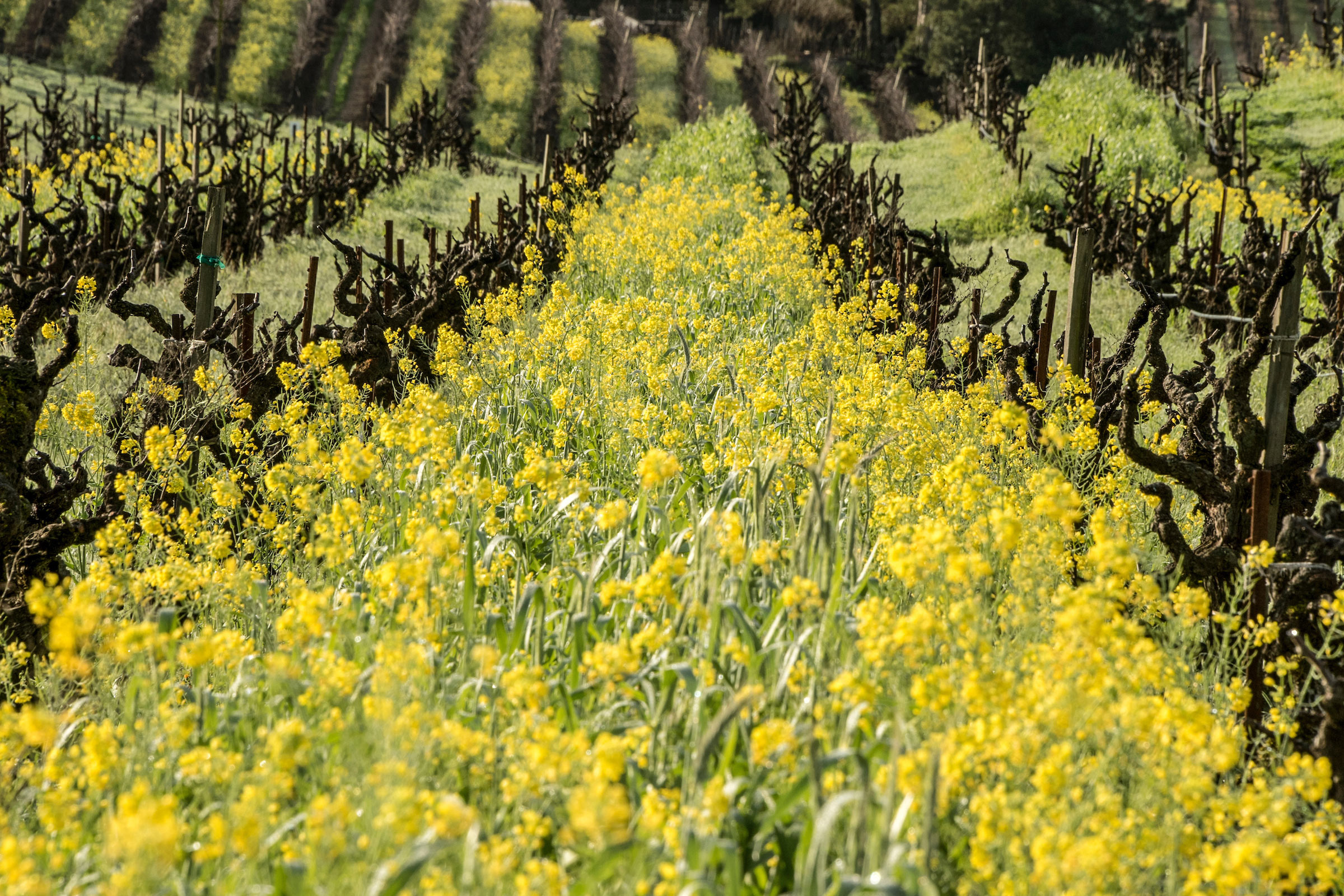 Lytton-Springs-Mustard-Heaven