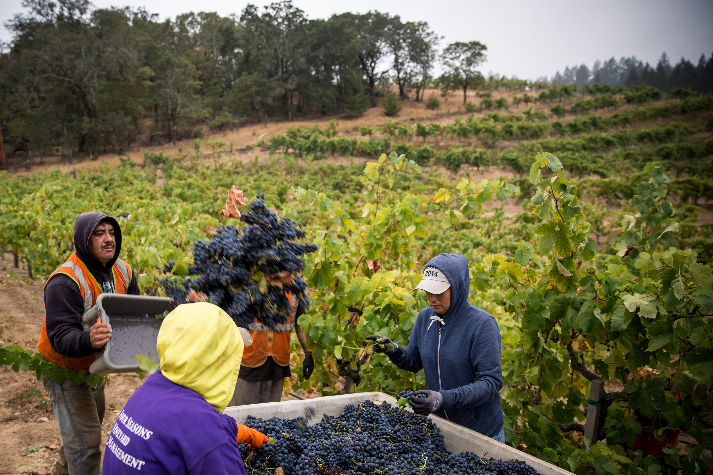 Boatman-Vineyard