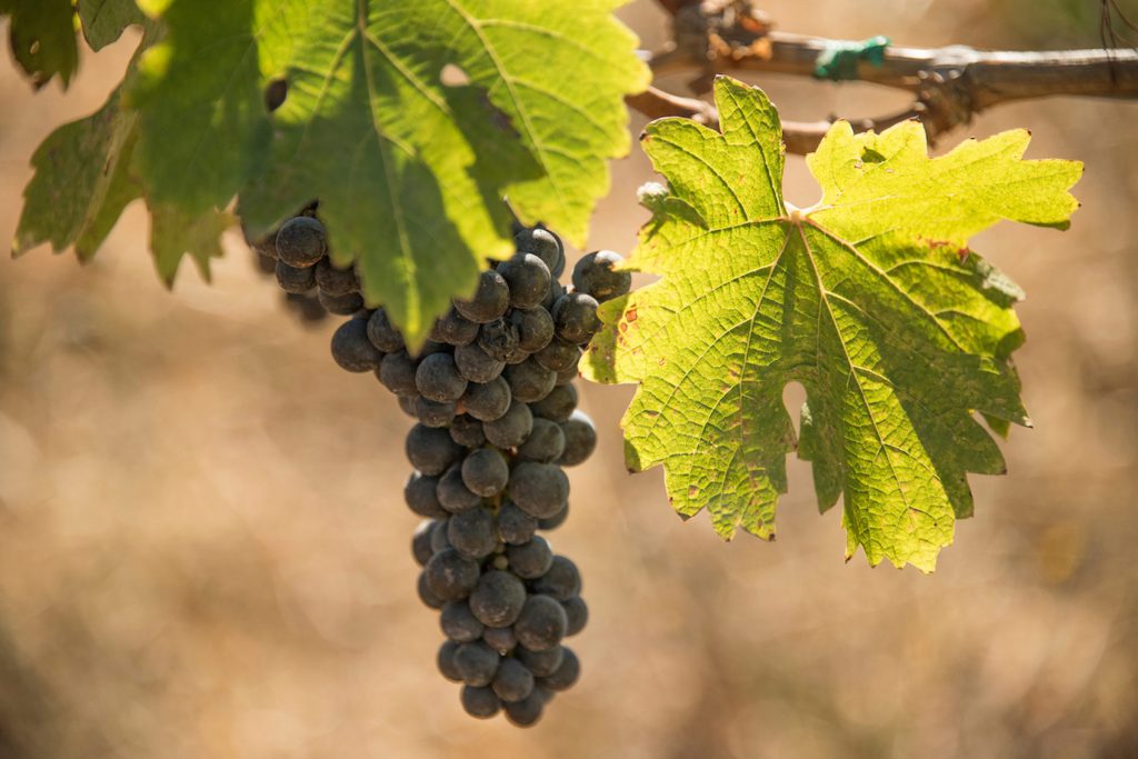 Ridge Cabernet Cluster