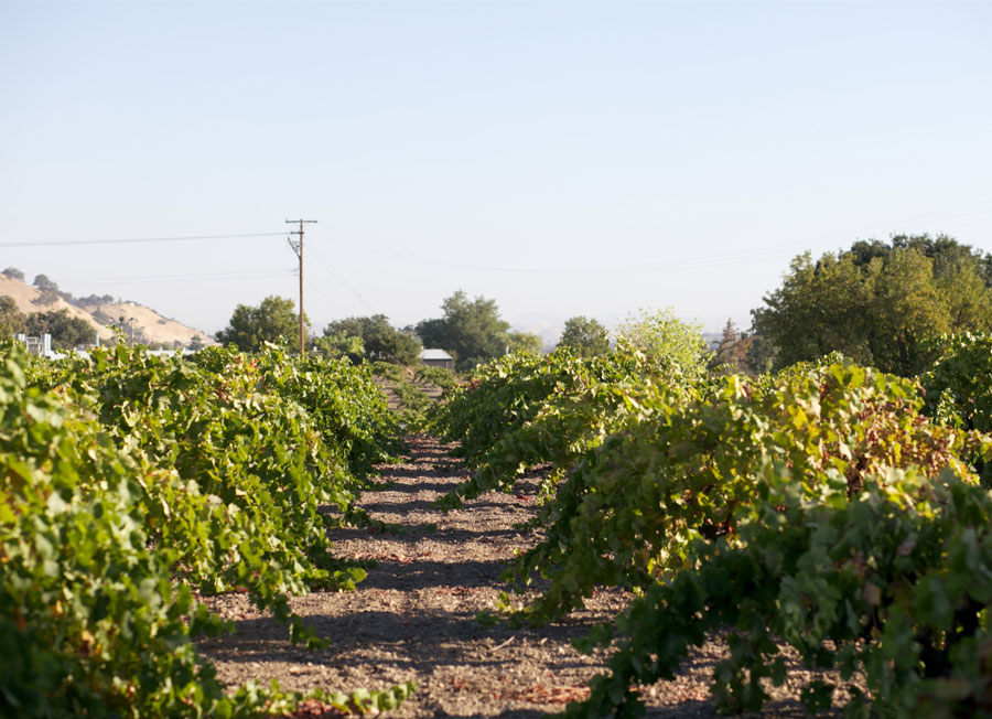 Dusi Vineyard