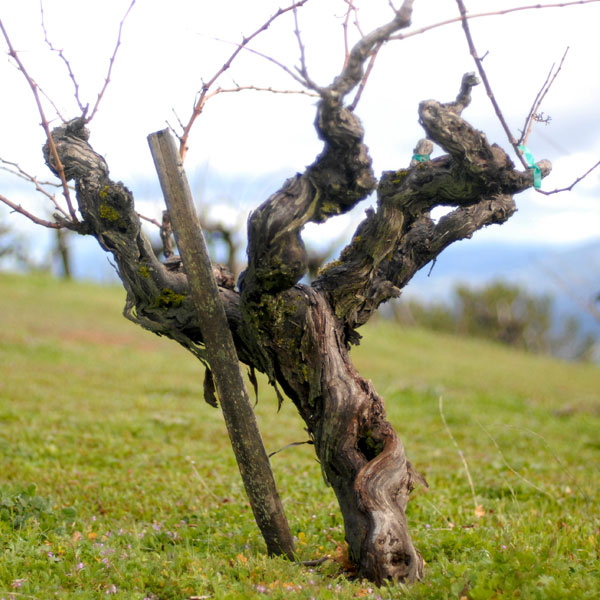 old vines at Monte Bello.