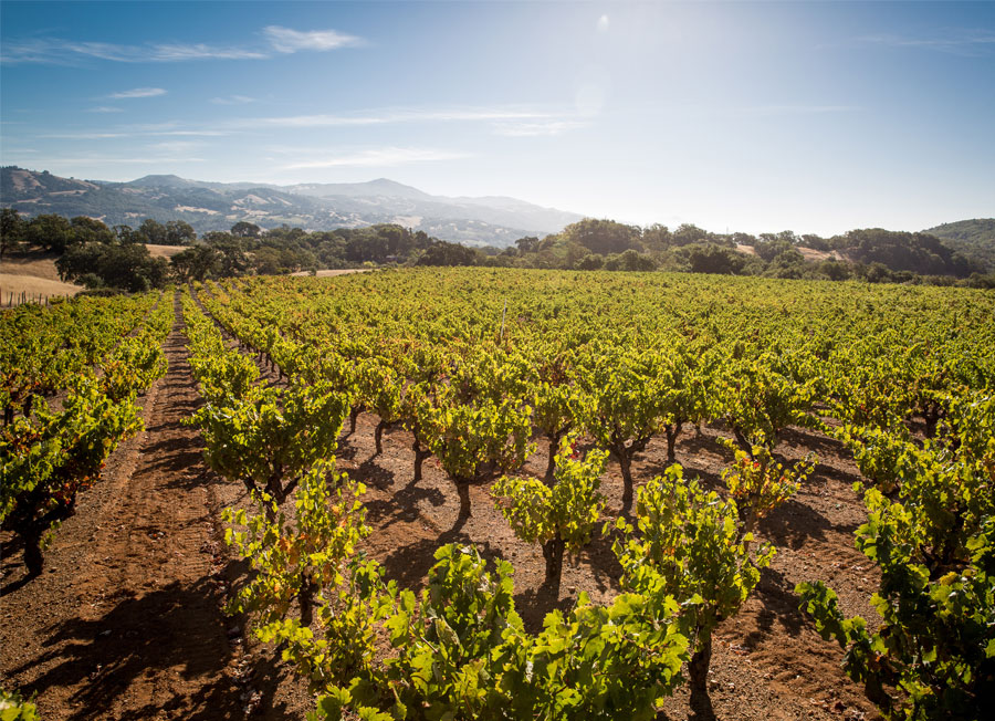 Buchignani Vineyard, Alexander Valley