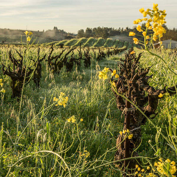 climate action in wine industry