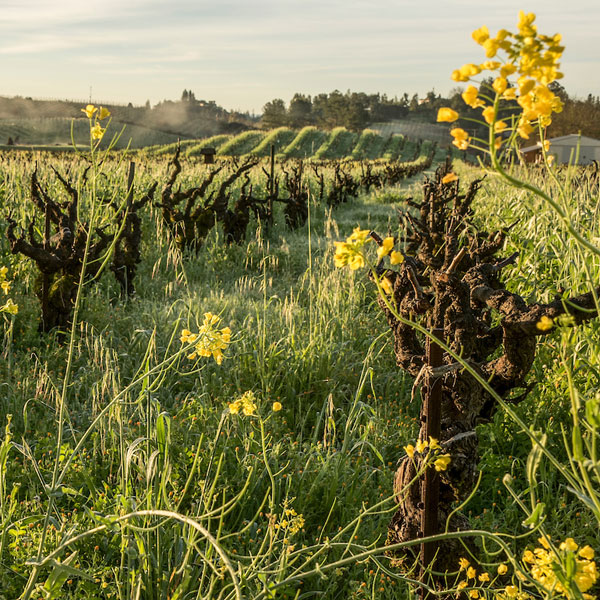 sustainable winegrowing