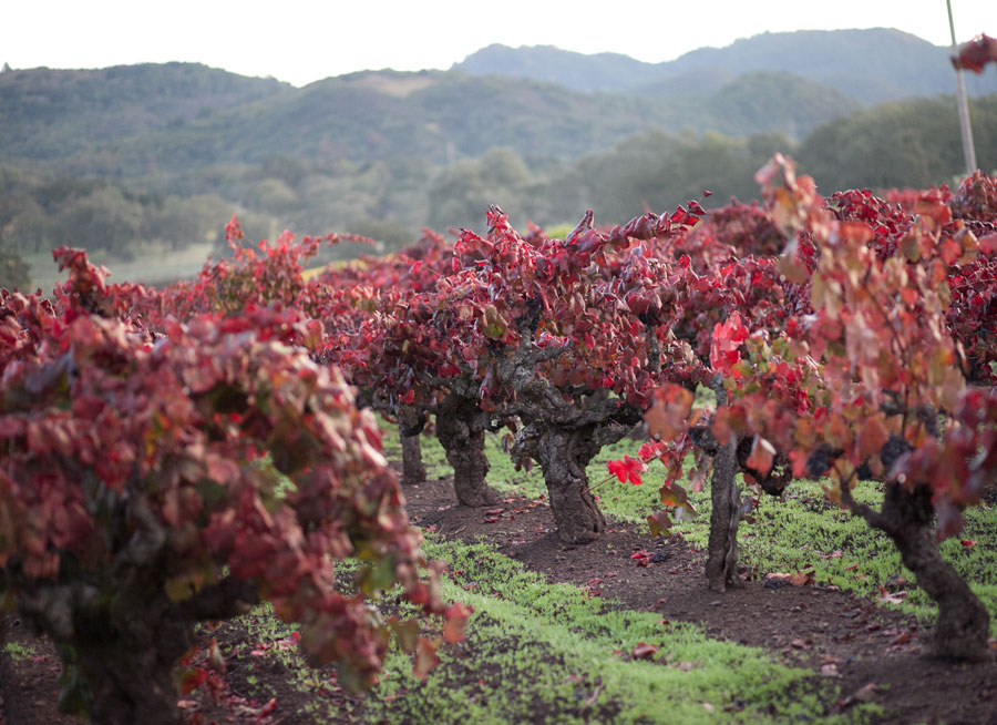Old Vines at Pagani Ranch