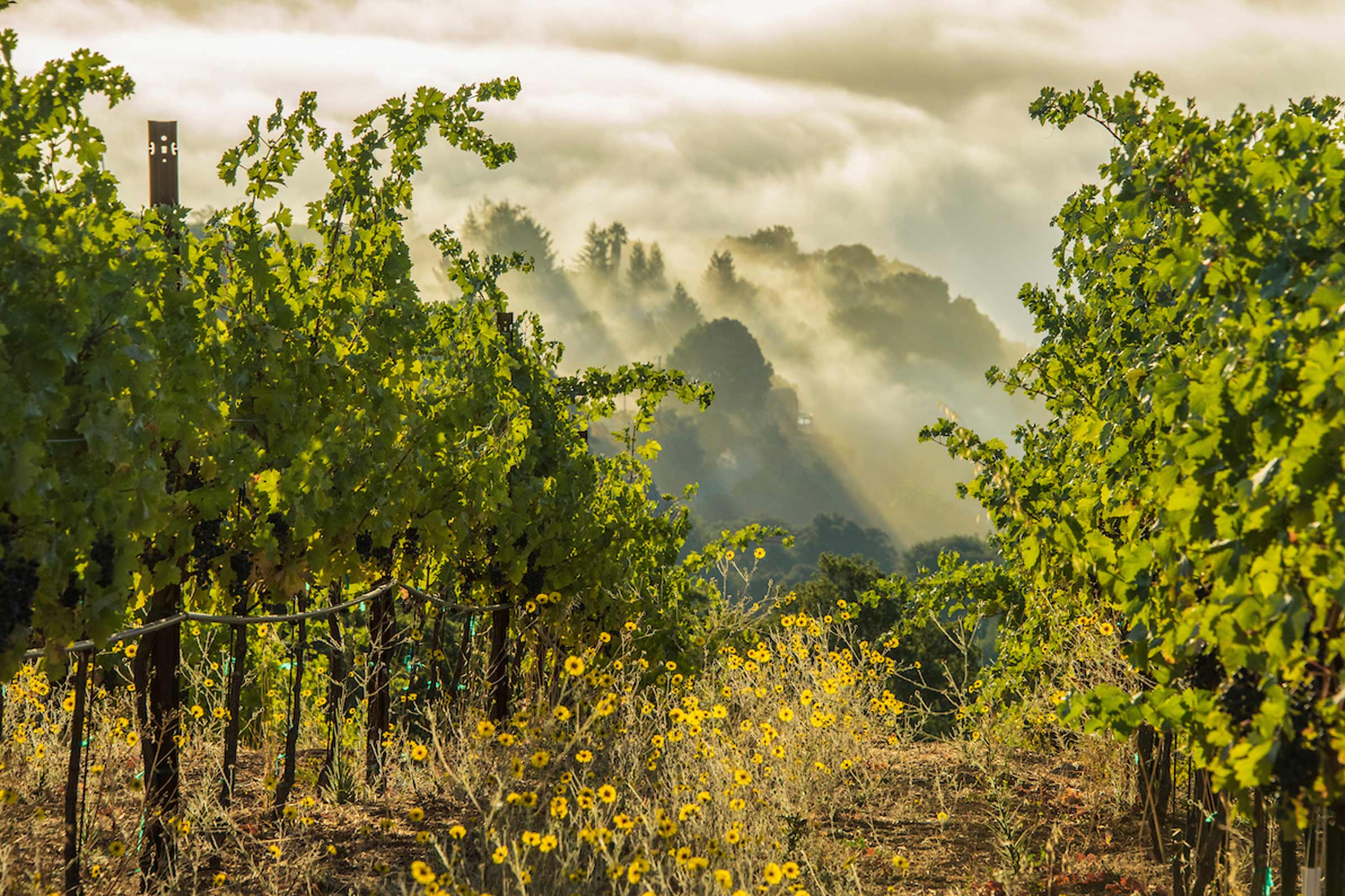 Lytton Springs Vineyard