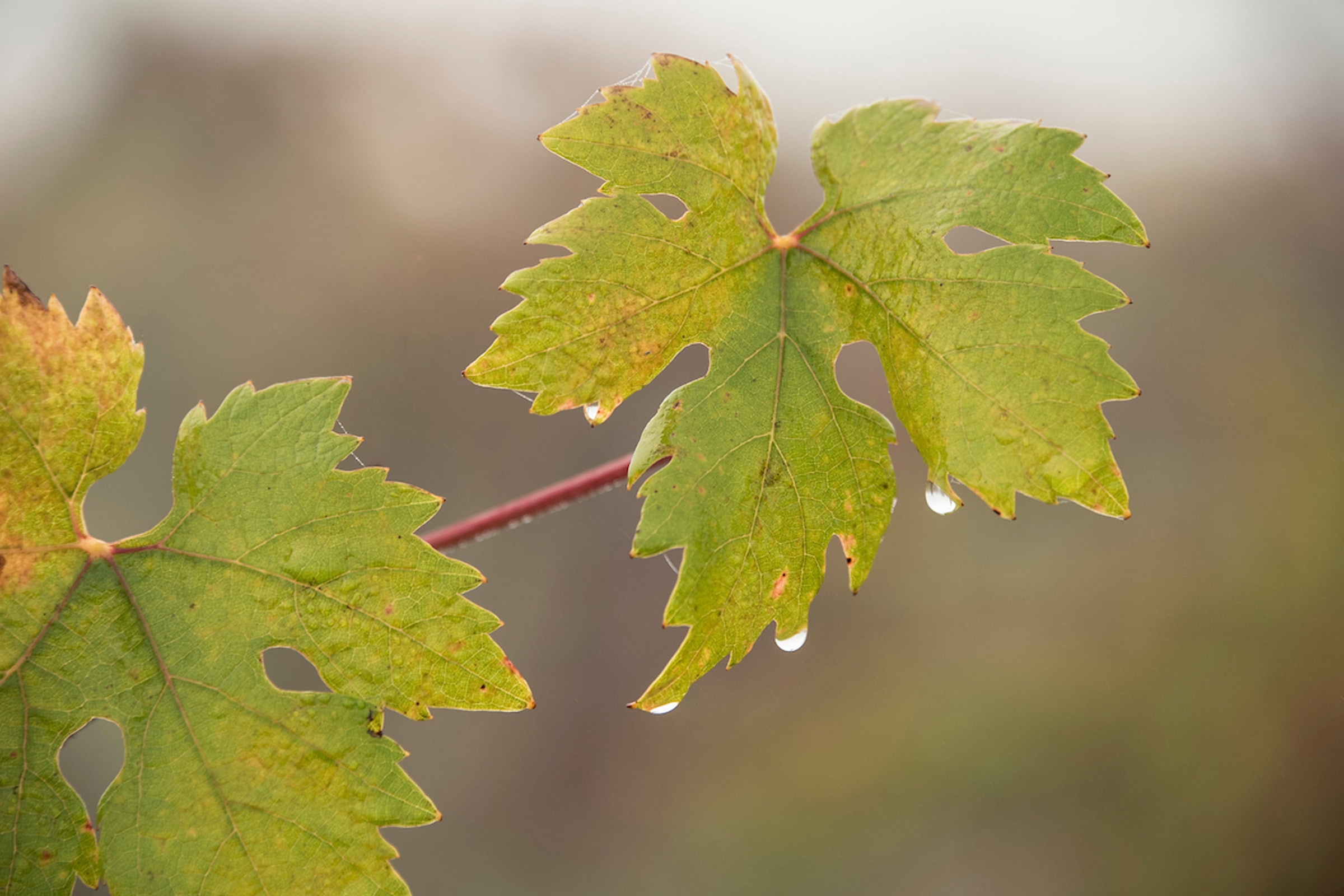 Zinfandel leaves on the vine.