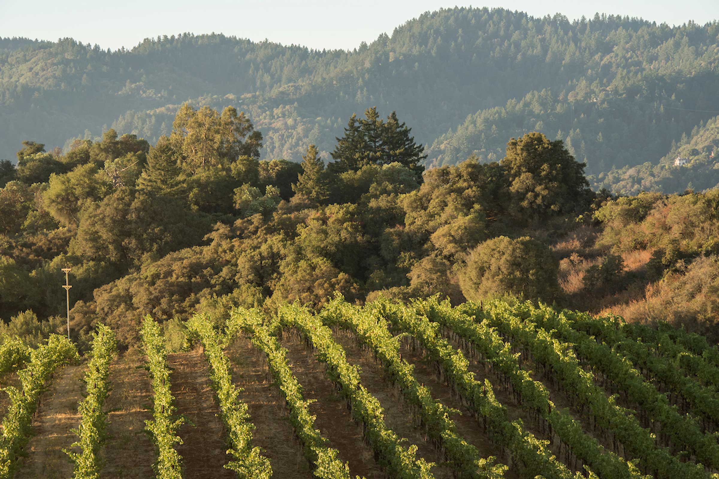 Monte Bello one of California's Top 10 Collectible Wines - Ridge