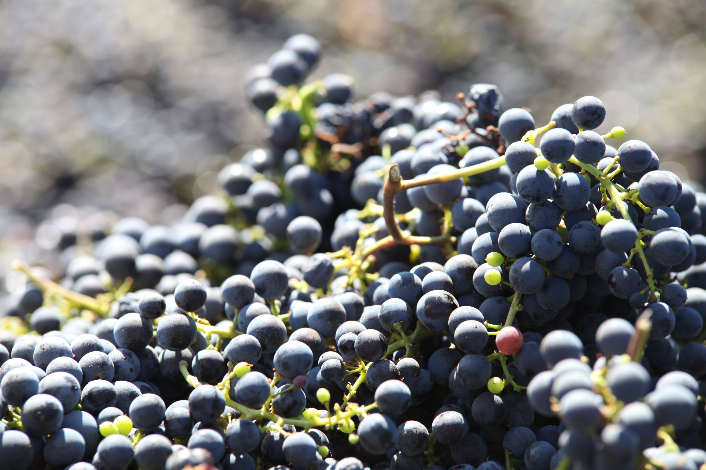 grapes.