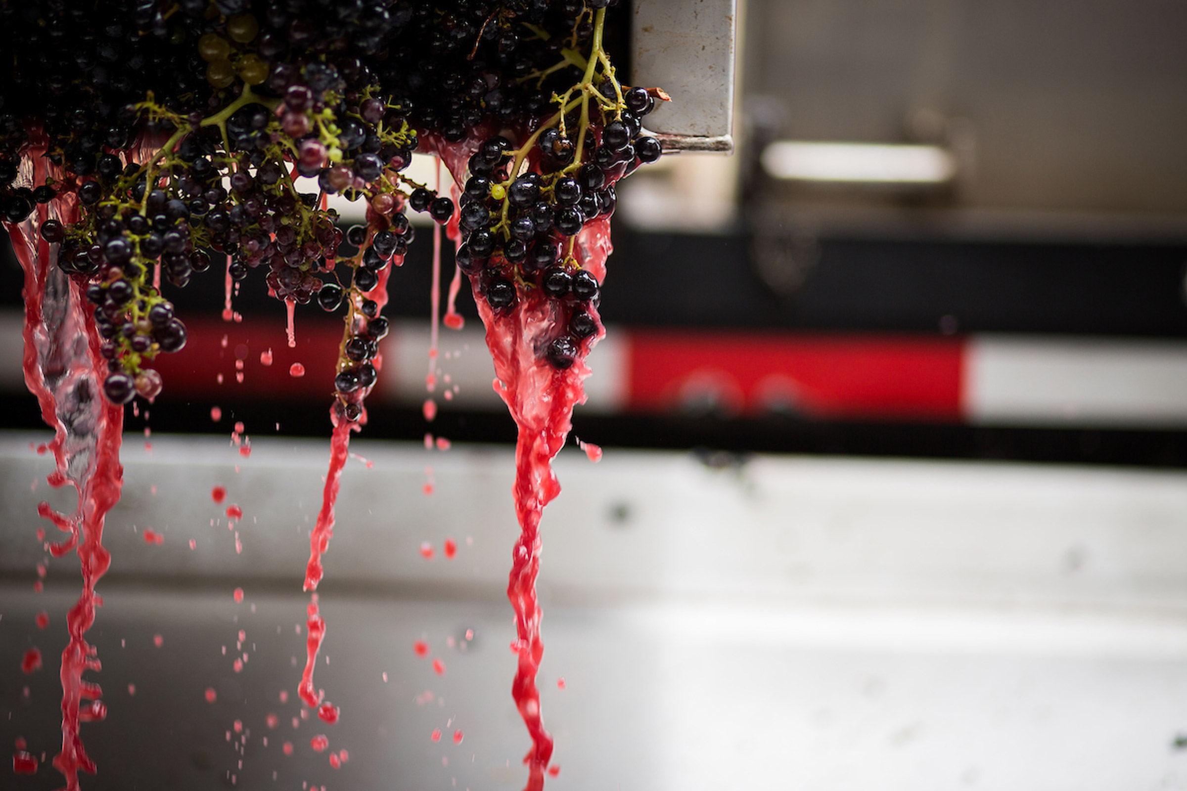 Grape Juice at Harvest