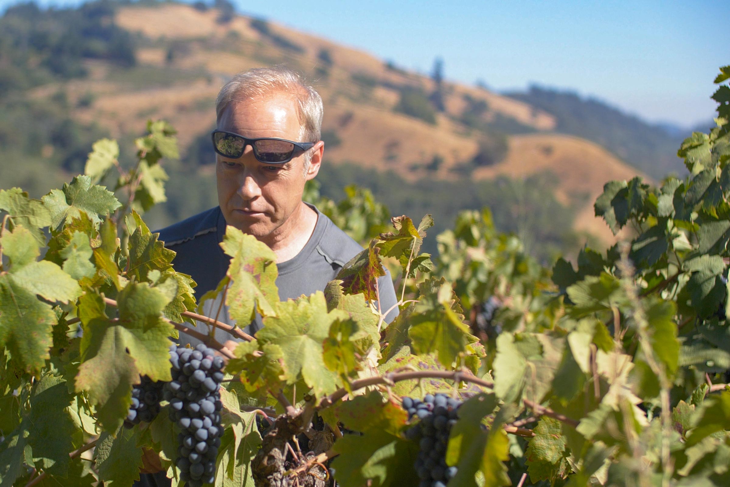 wild cattle creek vineyard dry creek valley