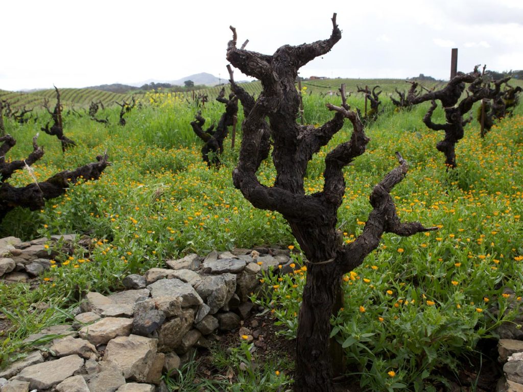 Old Vine Zinfandel at Lytton Springs