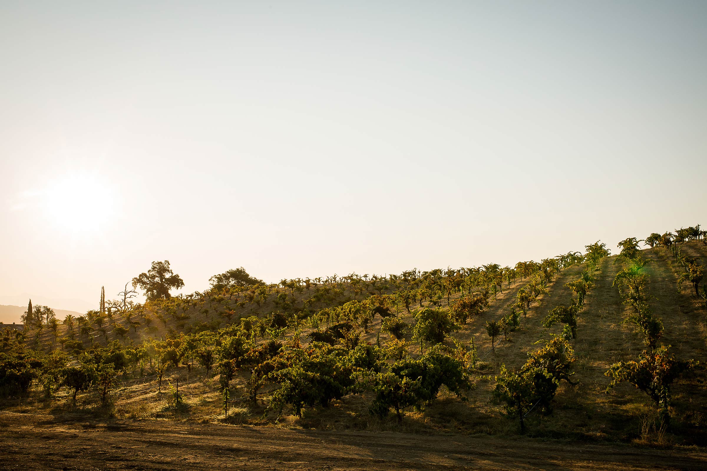 Lytton Springs Winery