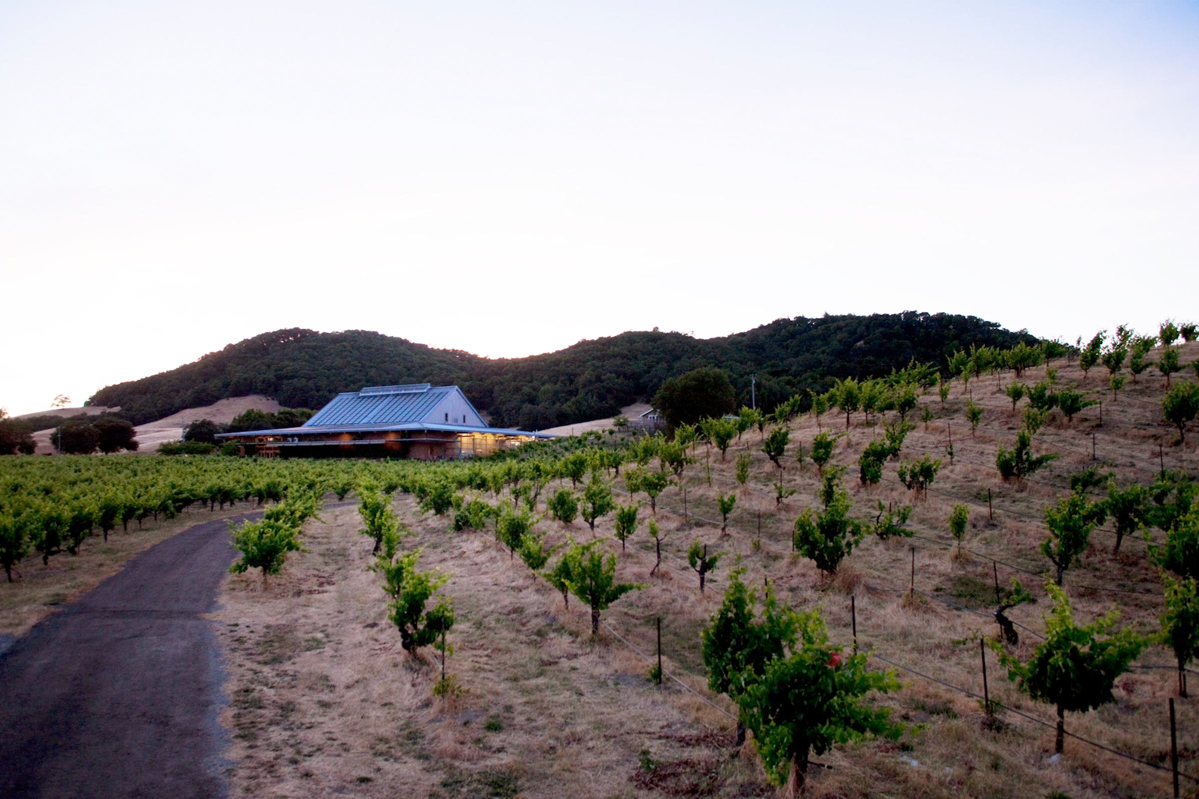 Lytton East Vineyards and wines at Ridge Winery.