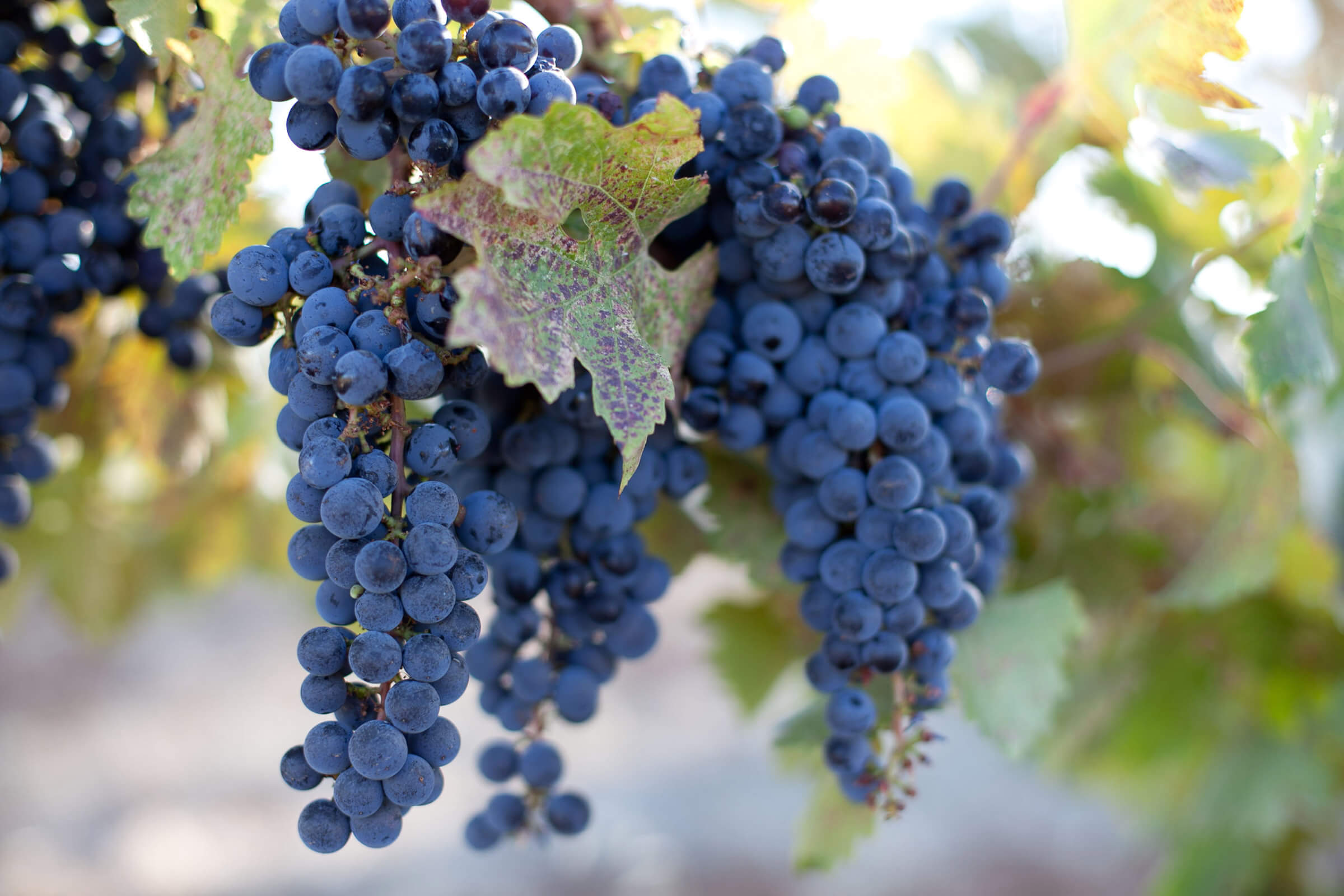 Wine grapes at Ridge Monte Bello