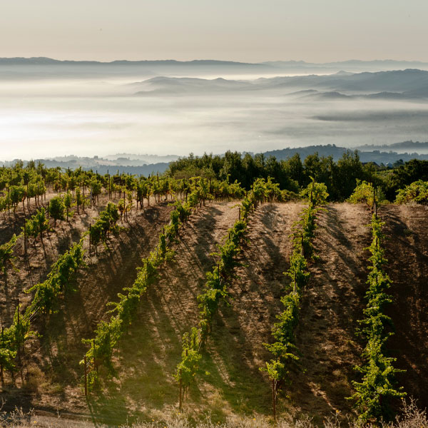 Monte Bello Vineyard
