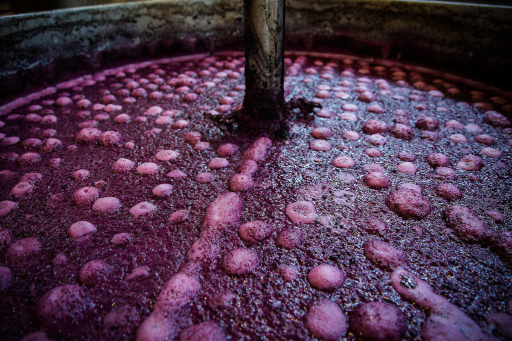 Grapes going through the fermentation process.