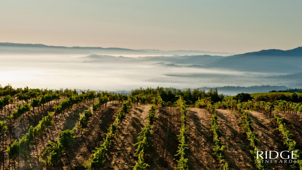 A view of Mote Bello Vineyard in Cupertino.