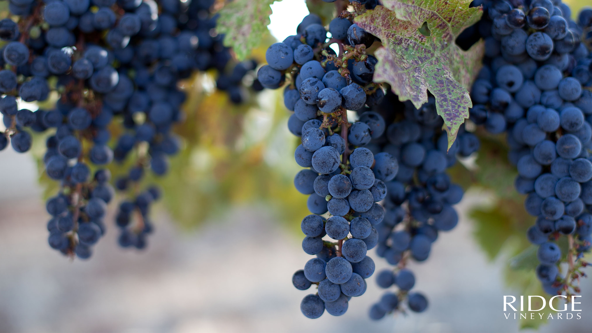 Ridge Grapes as a Ridge Vineyards Zoom Background.