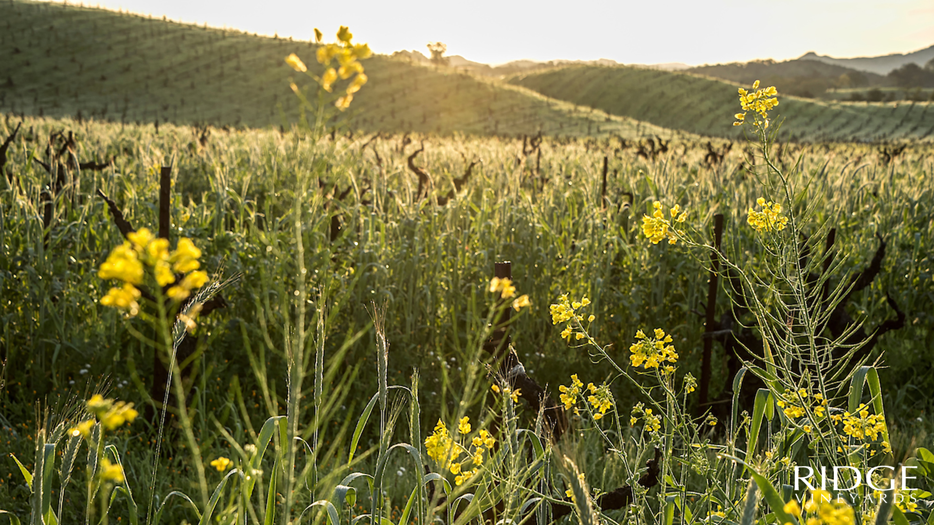 Lytton Springs Flowers as a Ridge Vineyards Zoom Background.