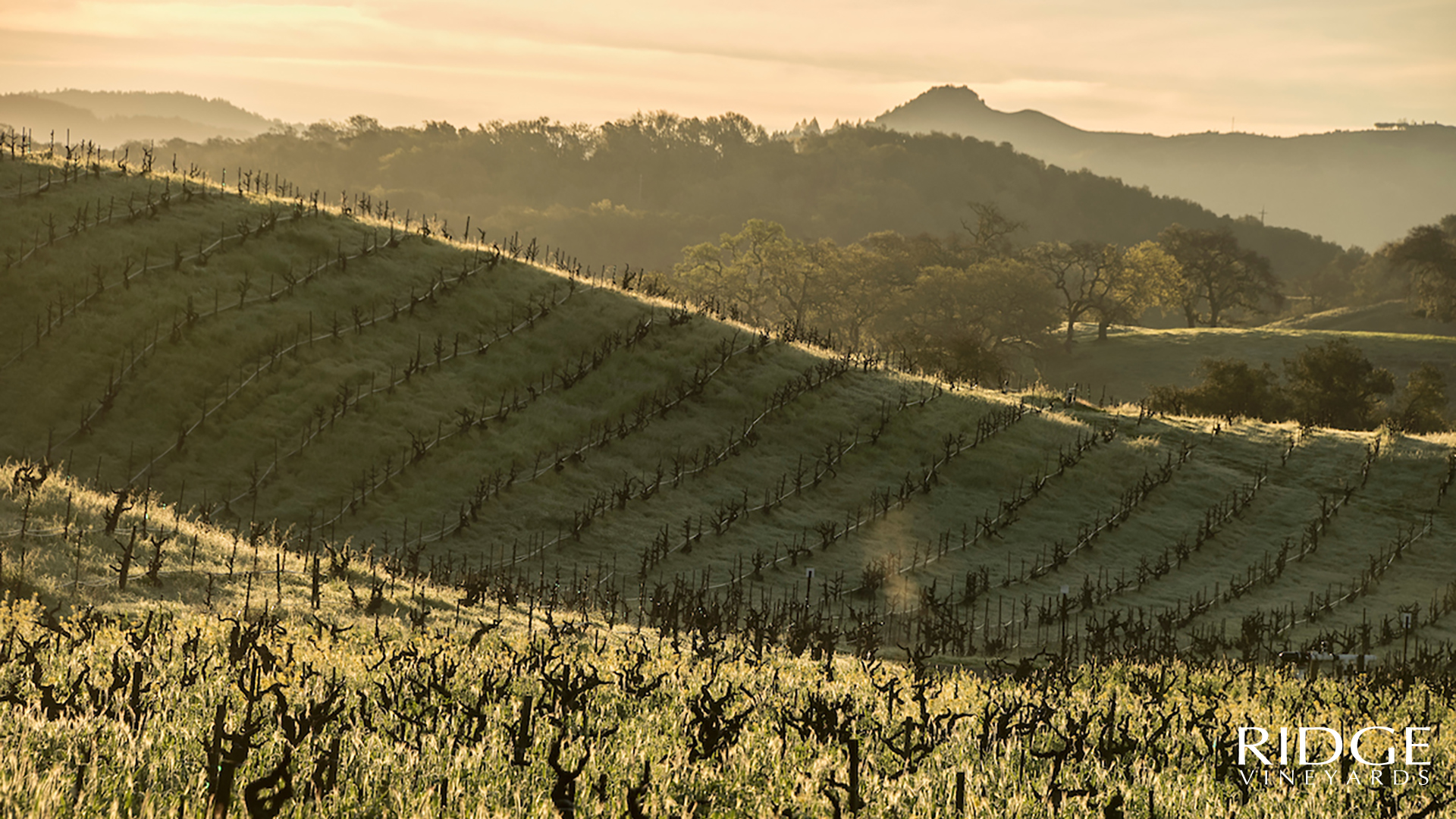 Lytton Springs East as a Ridge Vineyards Zoom Background.