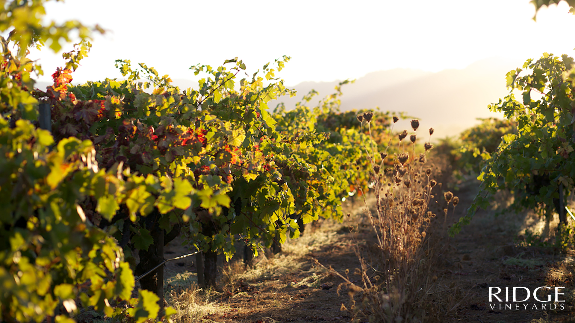 Whitton Ranch as a Ridge Vineyards Zoom Background.