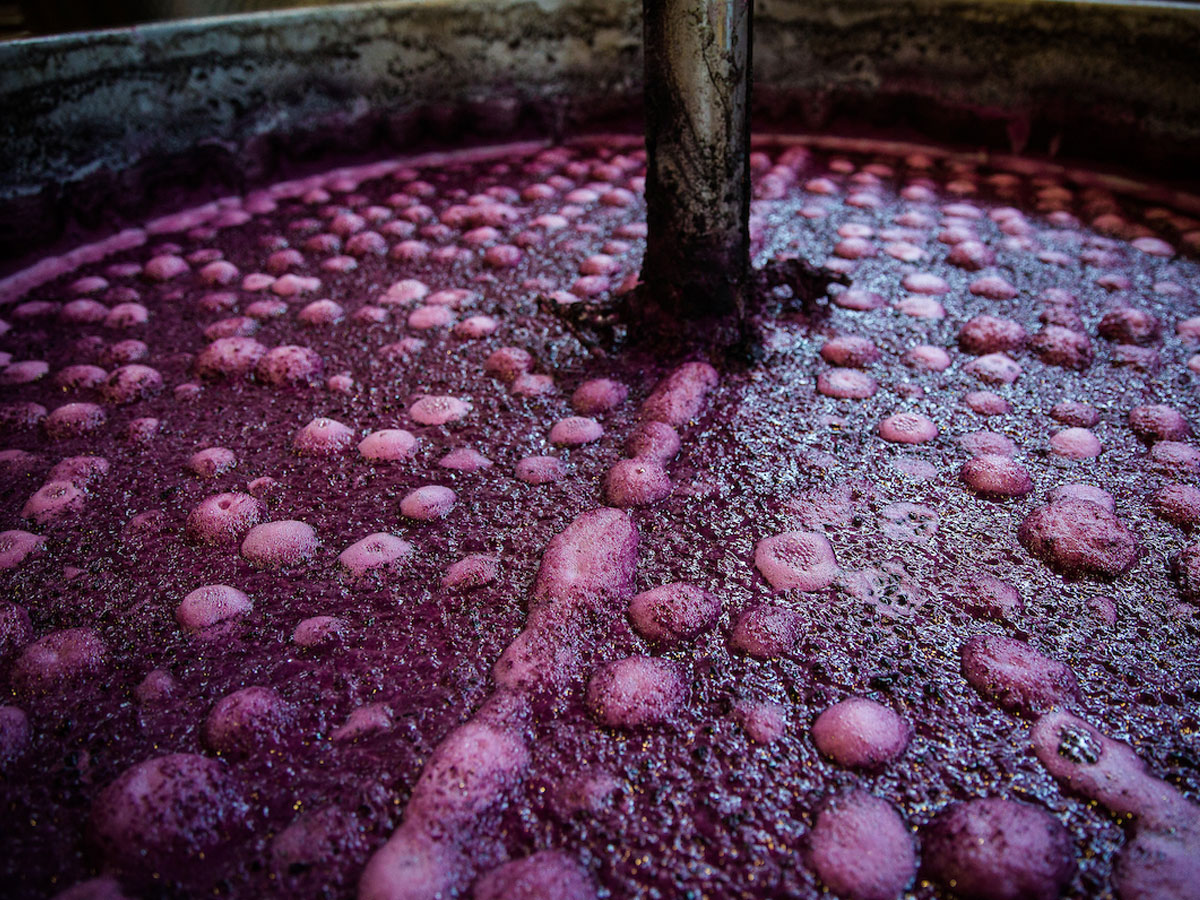Fermentación del vino casero