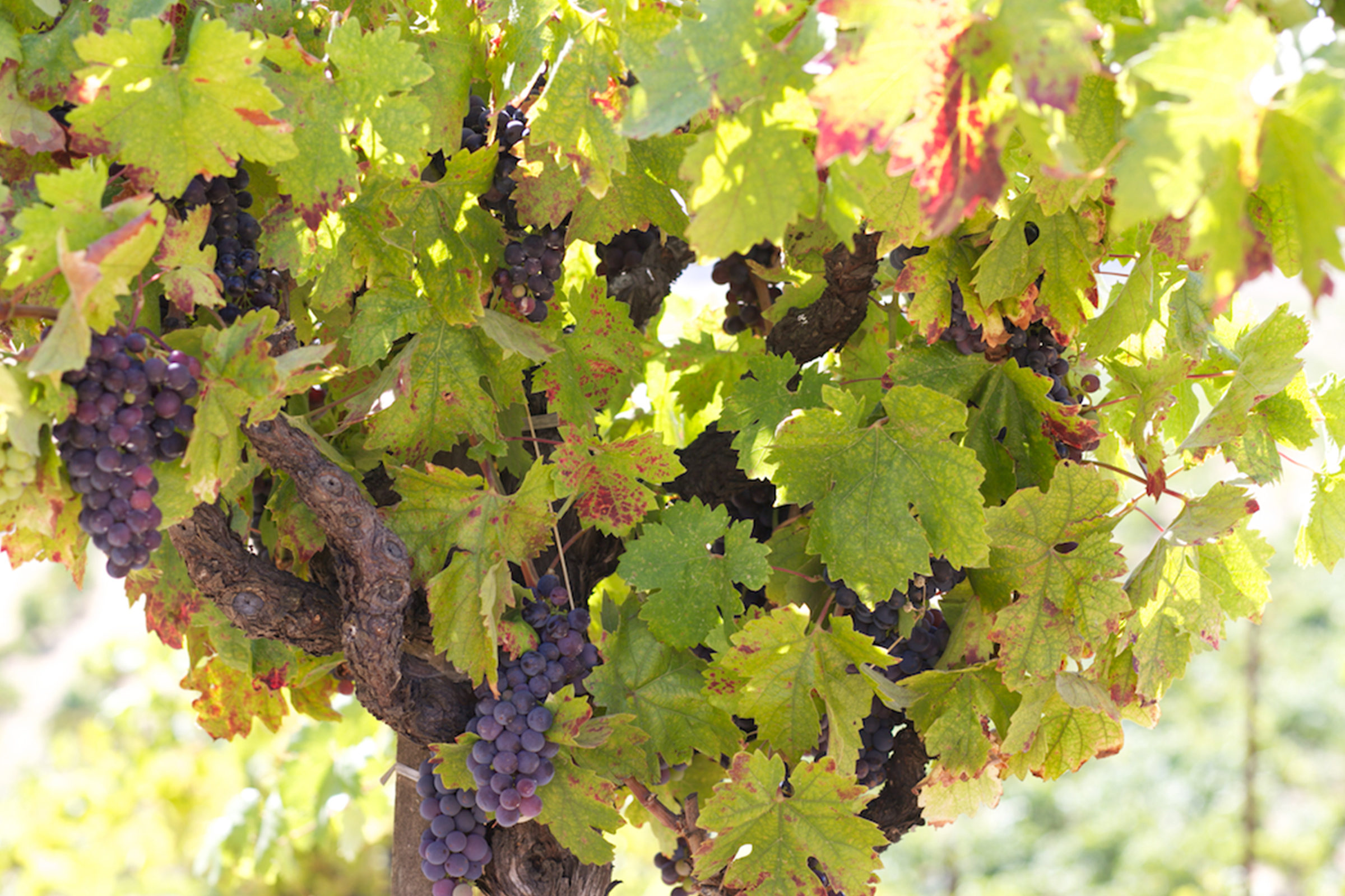 Grapevine in Ridge Vineyards.