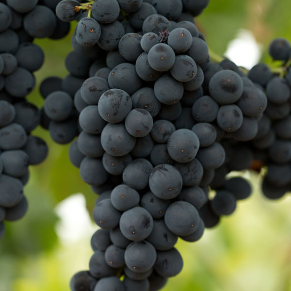 Zin grapes on a vine.