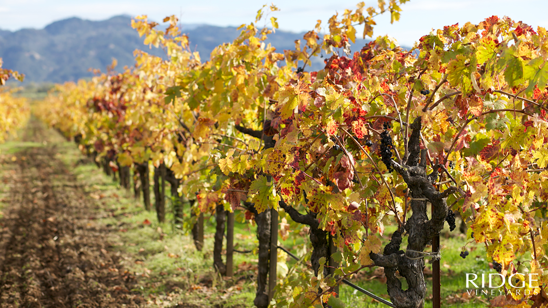 Geyserville vineyard row in Alexander Valley.