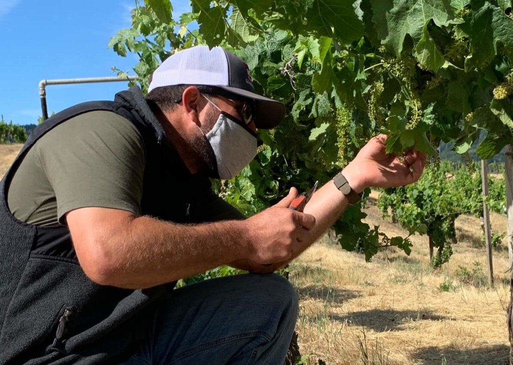 Suckering at Monte Bello Vineyards.