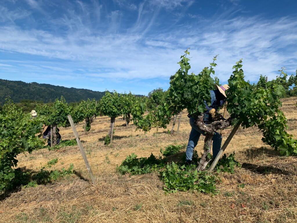 Suckering at Monte Bello Vineyards.