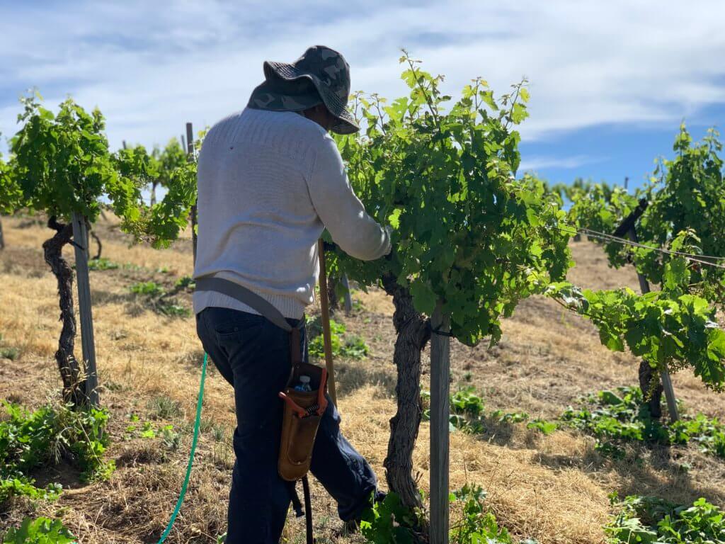 Suckering at Monte Bello Vineyards.