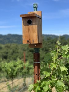 Croatian Zinfandel plantings at Monte Bello.