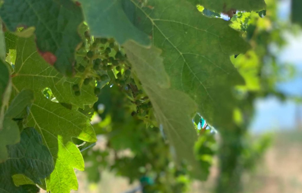 Croatian Zinfandel plantings at Monte Bello.