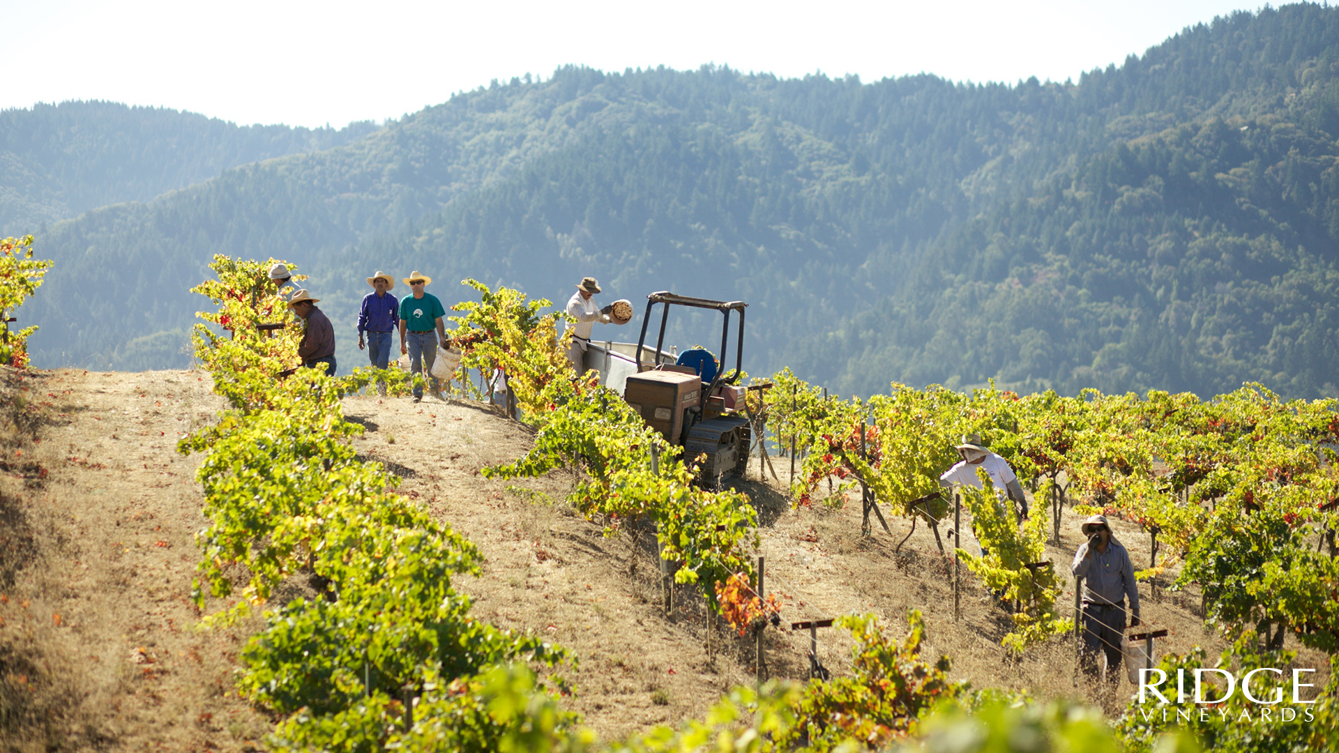 Klein Vineyard at Ridge.