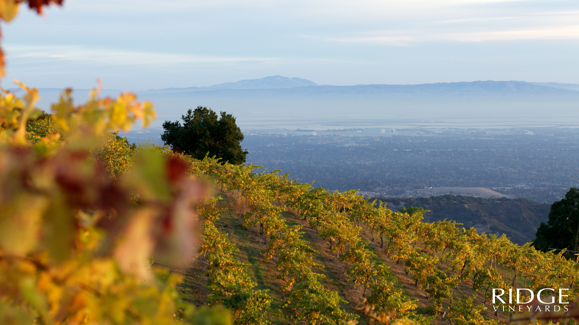 Monte Bello Vineyard as a Ridge Vineyards Zoom Background.