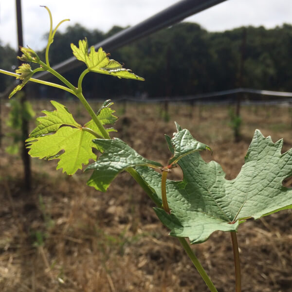 Croatian Zinfandel at Ridge.
