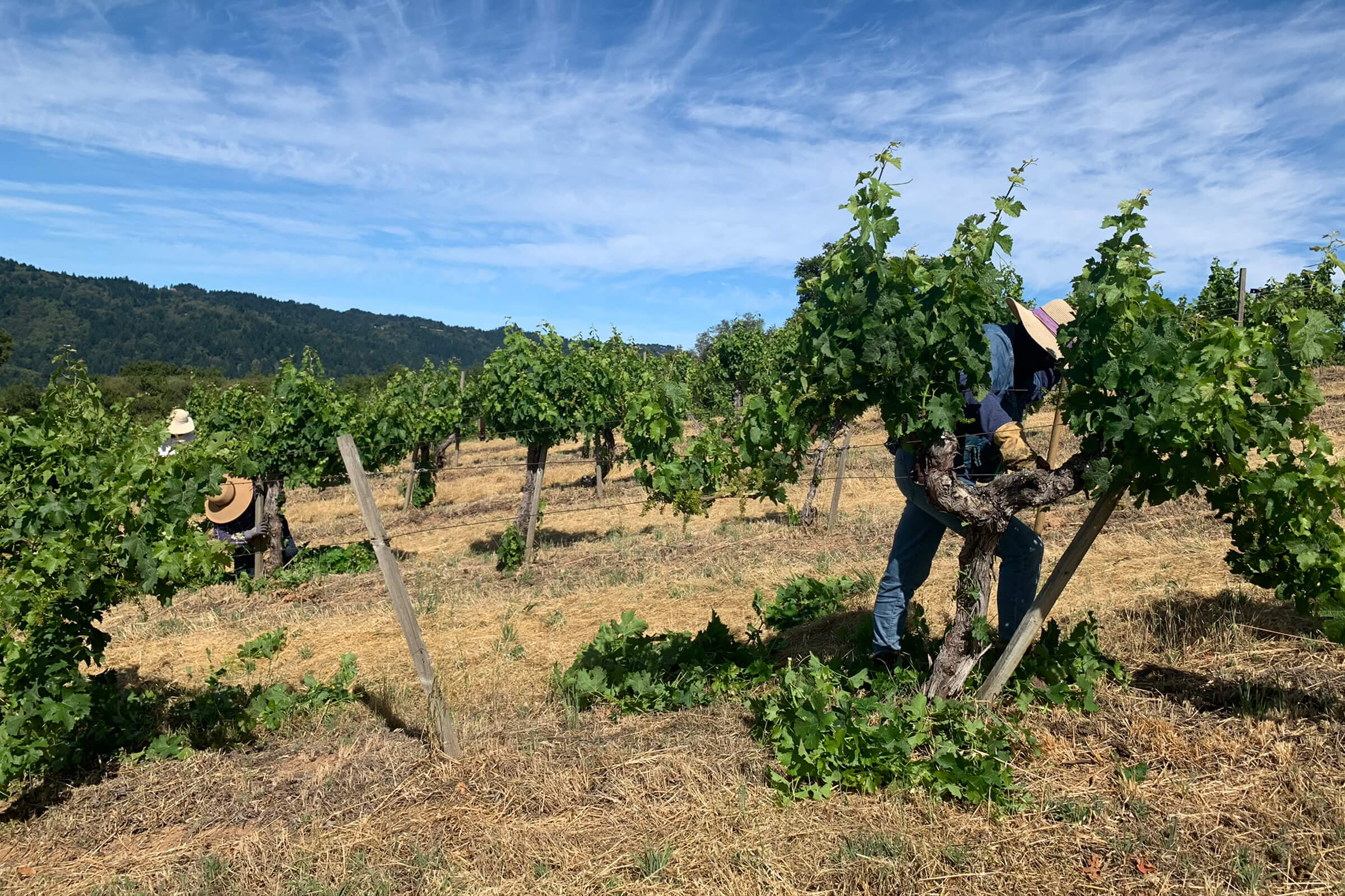 Vineyard workers at Monte Bello.