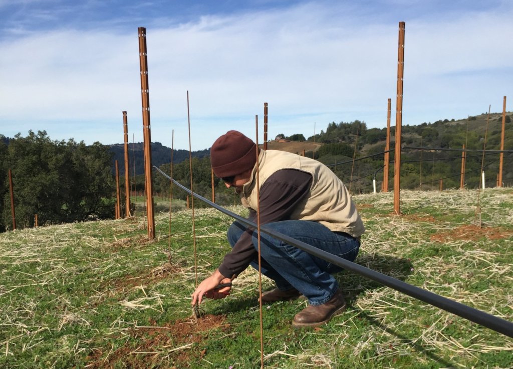 Planting Croatian Zin at Monte Bello