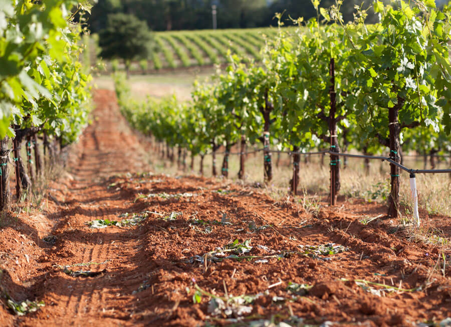 Ridge East Bench Vineyard, Dry Creek Valley