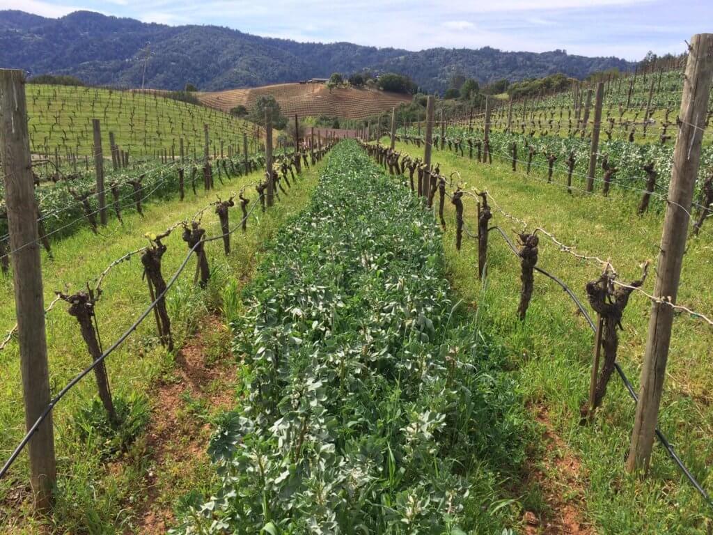 cover crops in full bloom